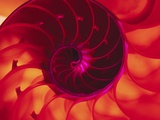 Sección transversal de una concha nautilus Lámina fotográfica por Robert Marien