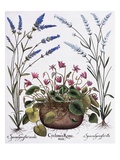 Cyclamen and Lavender Engraving by Georg Dionysius Ehret, from The Hortus Eystettensis Giclee-trykk av Basil Besler Cyclamen and Lavender Engraving by Georg Dionysius Ehret, from The Hortus Eystettensis Giclee-trykk av Basil Besler
