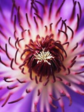 Detail of Clematis Flower Photographic Print by Darrell Gulin