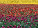 Colorful Tulip Field Photographie par Cindy Kassab