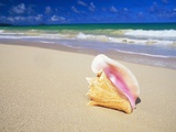Conch Shell on Beach Impressão fotográfica por Randy Faris Conch Shell on Beach Impressão fotográfica por Randy Faris