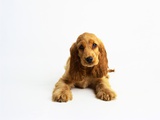 Cocker Spaniel Puppy Photographic Print by Pat Doyle