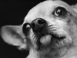 Close-up of Dog Photographic Print by Lawrence Manning