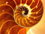 Robert Marien - Cross Section of Chambered Nautilus Shell Fotografická reprodukce