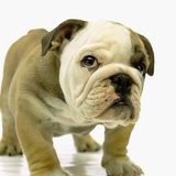 English Bulldog Puppy Photographic Print by Pat Doyle