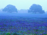 Field of Bluebonnets Photographic Print by Darrell Gulin