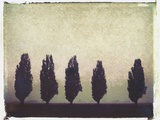 Five Poplars Photographic Print by Jennifer Kennard