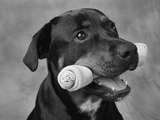 Dog Holding Bone in Mouth Photographic Print by Lawrence Manning