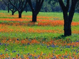 Campo de bluebonnets y pinceles indios Lámina fotográfica por Darrell Gulin Campo de bluebonnets y pinceles indios Lámina fotográfica por Darrell Gulin