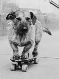Dog Riding Skateboard Photographic Print by Bettmann 