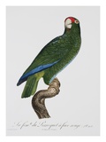 Female Puerto Rican Parrot Giclee Print by Jacques Barraband
