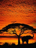 Elephant Under Broad Tree Fotoprint van Jim Zuckerman Elephant Under Broad Tree Fotoprint van Jim Zuckerman