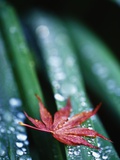 Dew Drops on Japanese Maple Leaf Photographic Print by Darrell Gulin