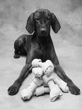 Dog with Pile of Bones Photographic Print by Lawrence Manning