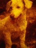 Dog Fotografisk trykk av Andre Burian