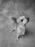 Dog Looking Up Photographic Print by Lawrence Manning