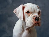 Dog Looking to Side Photographic Print by Lawrence Manning