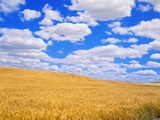 Fields of Wheat Fotoprint van Darrell Gulin Fields of Wheat Fotoprint van Darrell Gulin