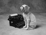 Perro sentado en una máquina de escribir Lámina fotográfica por Lawrence Manning