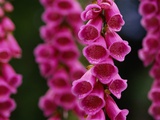 Foxglove in Bloom Photographic Print by Philip James Corwin