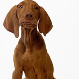 Hungarian Vizsla Puppy Photographic Print by Pat Doyle