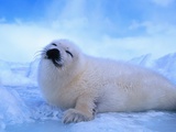 Harp Seal Pup Photographic Print