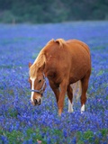 Horse Standing Among Bluebonnets Photographic Print by Darrell Gulin