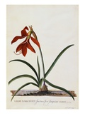 Croix de Saint-Jacques reproduction procédé giclée par Georg Dionysius Ehret