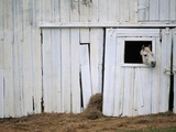 Horse Sticking Head out Barn Window Photographic Print by Kevin R. Morris