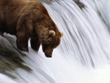 Brown Bear Fishing at Brooks Falls Fotografie-Druck von Jeff Vanuga