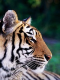 Head of Tiger Photographie par Bob Jacobson