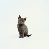 Gray Kitten Photographic Print by Pat Doyle