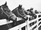 Horses Looking Over Fence at Alfred Vanderbilt's Farm Photographic Print by Jerry Cooke