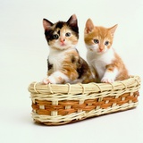 Kittens Sitting in Basket Photographic Print by Pat Doyle