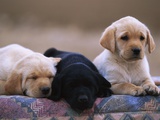 Labrador Retriever Puppies Photographic Print by Chase Swift