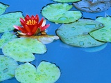 Lily Pads and Flower Blossom Photographic Print by Cindy Kassab