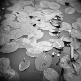 Lotus Blossoms on Pond Photographic Print by Annette Fournet