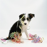 Lurcher Puppy and Streamers Photographic Print by Pat Doyle