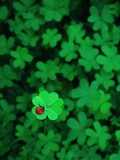 Ladybug on Four Leaf Clover Fotografisk trykk av Bruce Burkhardt Ladybug on Four Leaf Clover Fotografisk trykk av Bruce Burkhardt