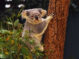 Koala in Tree Fotografisk tryk af L. Clarke