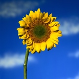 Tournesol solitaire Photographie par Mark Karrass