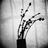Japanese Shadow Photographic Print by Annette Fournet