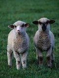 Lambs in the Grass Photographic Print