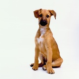 Mixed Pinscher Puppy Photographic Print by Pat Doyle