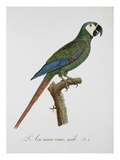 Male Blue-Winged Macaw Giclee-trykk av Jacques Barraband Male Blue-Winged Macaw Giclee-trykk av Jacques Barraband