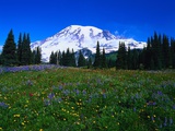 Meadow near Mount Rainier Photographic Print by Rick Morley