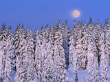 Moon Over Snow-Covered Trees Photographic Print by Cindy Kassab