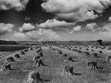Midwestern Wheat Field at Harvest Time Photographic Print by Bettmann 