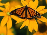 Monarch Butterfly on Yellow Flower Photographic Print by Darrell Gulin