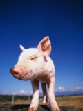 Piglet Photographic Print